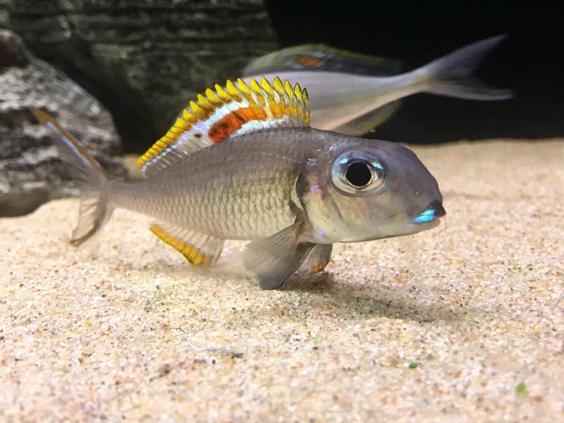 Xenotilapia nigrolabiata 'Chituta Bay'